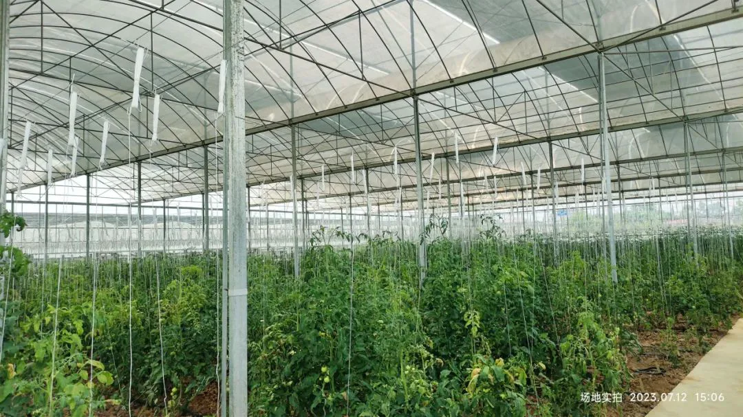 智慧农业温室大棚示范基地