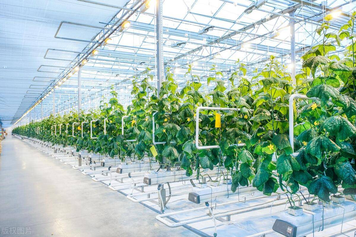 AI边缘计算盒子+智慧温室大棚解决方案构建农业生产“超级大脑”(图1)