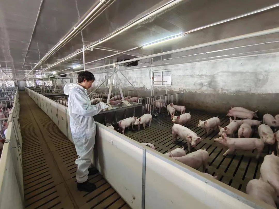 端云协同架构下，轻量化YOLO如何适配养殖场景边缘部署？