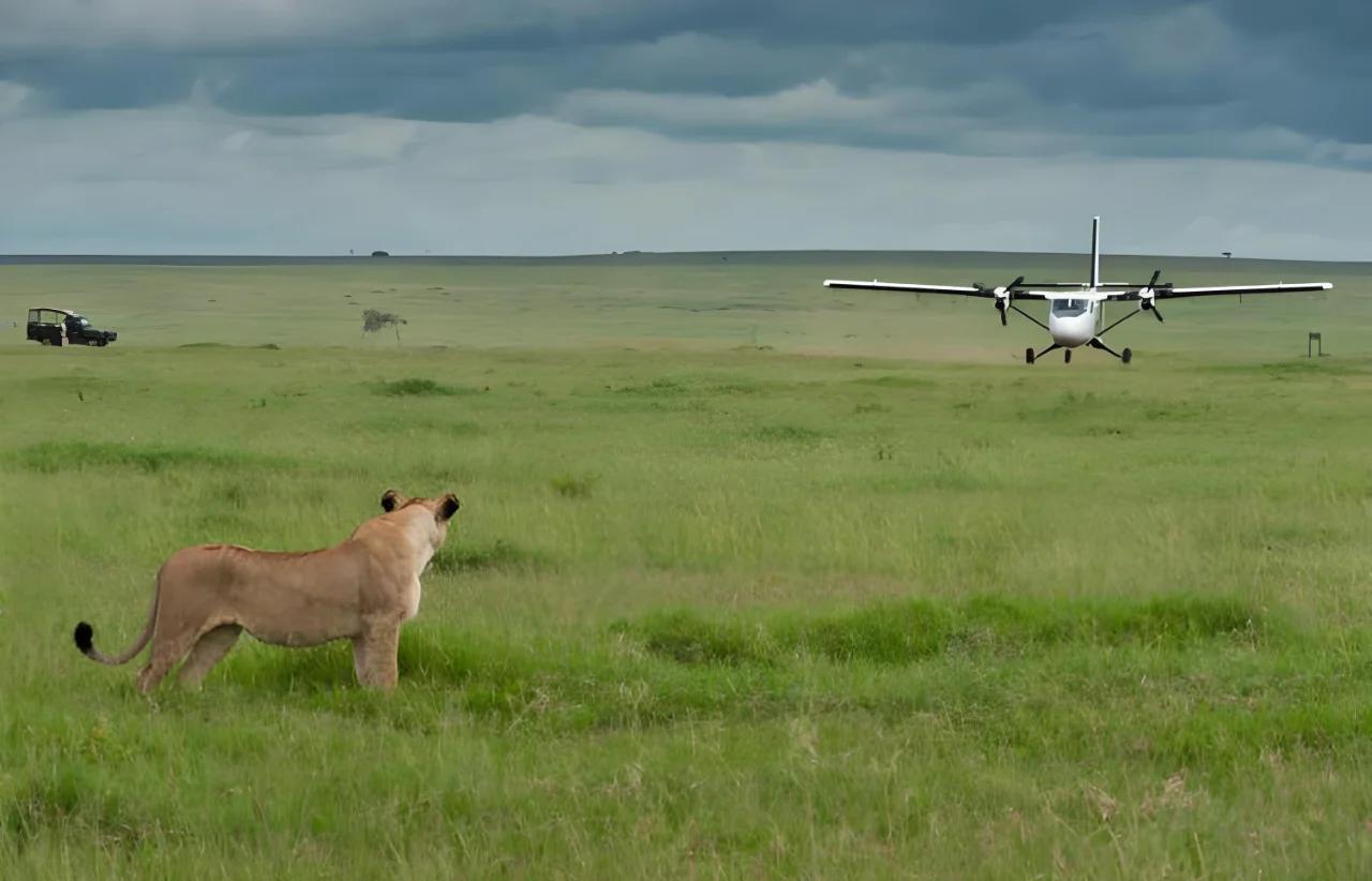 破解遮挡与模糊难题：无人机动物检测算法的4大创新方向(图2)